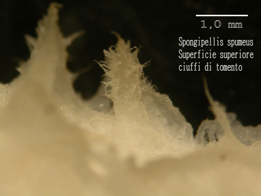 Spongipellis spumeus (Sowerby) Pat.